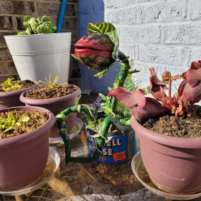 🎍Audrey plant from Little Shop of Horrors🎍