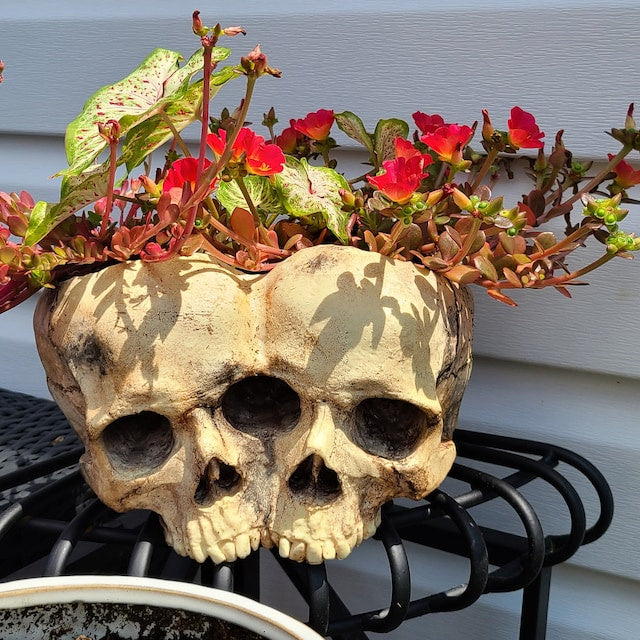 Conjoined Twins Human Skull Sculpture or Planter