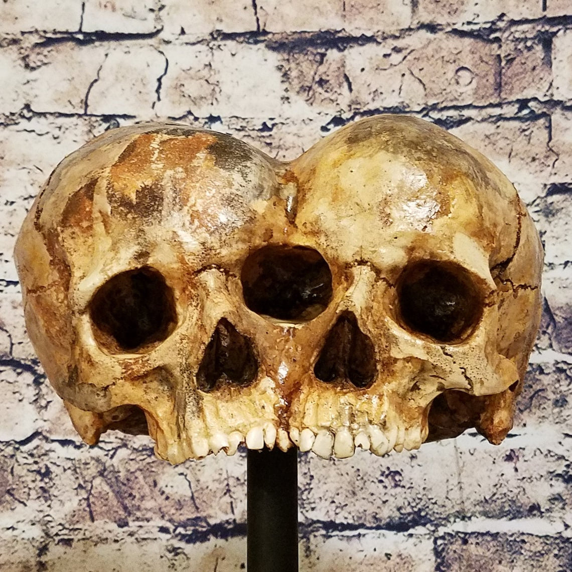 Conjoined Twins Human Skull Sculpture or Planter