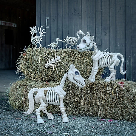 New! Red Shed Halloween Cow Skeleton