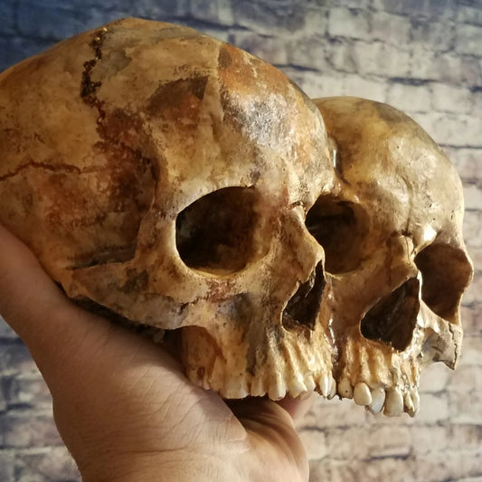 Conjoined Twins Human Skull Sculpture or Planter